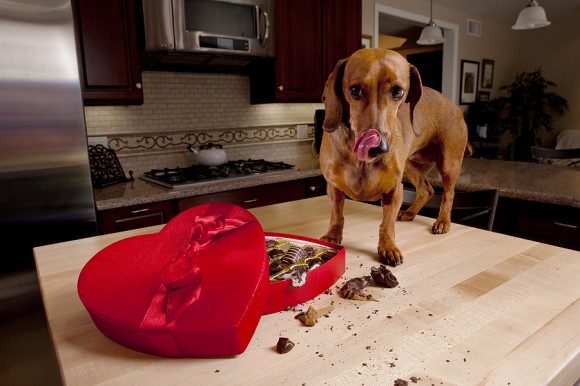 dogs-and-chocolate-580x386.jpg