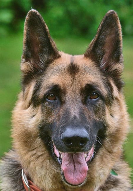 german-shepherd-dogs-24132551-450-647.jpg