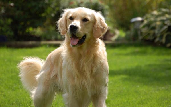 golden_retriever_flash.JPG