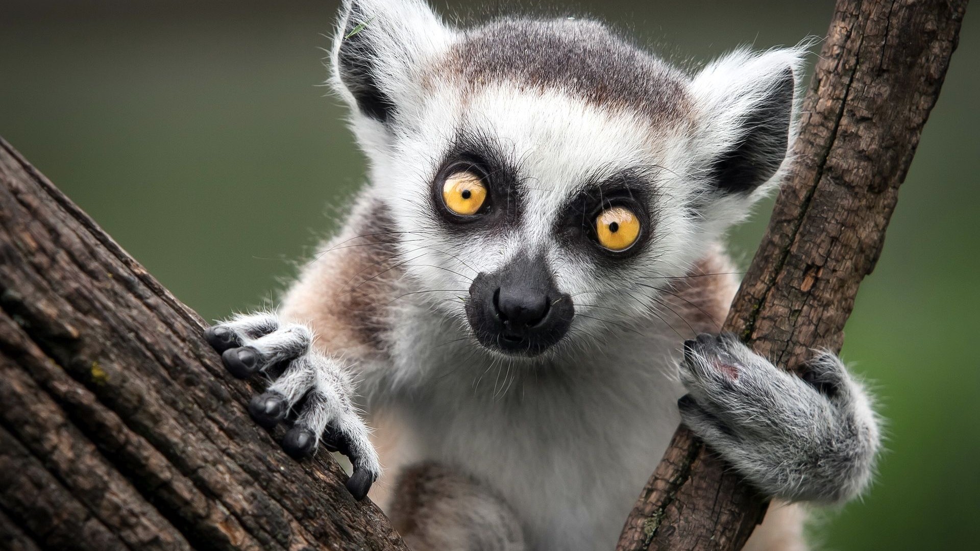 lemur2.jpg