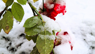 the roses and the snow