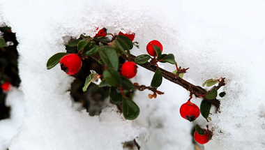 Winter Still Life