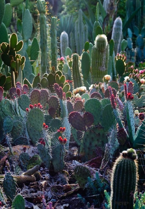 kaktuszok.jpg