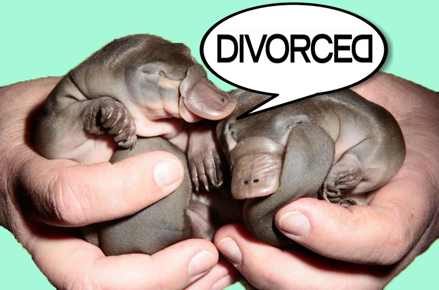 baby-platypus-divorced.jpg