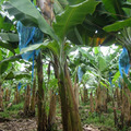 Costa Rica : a banánon túl