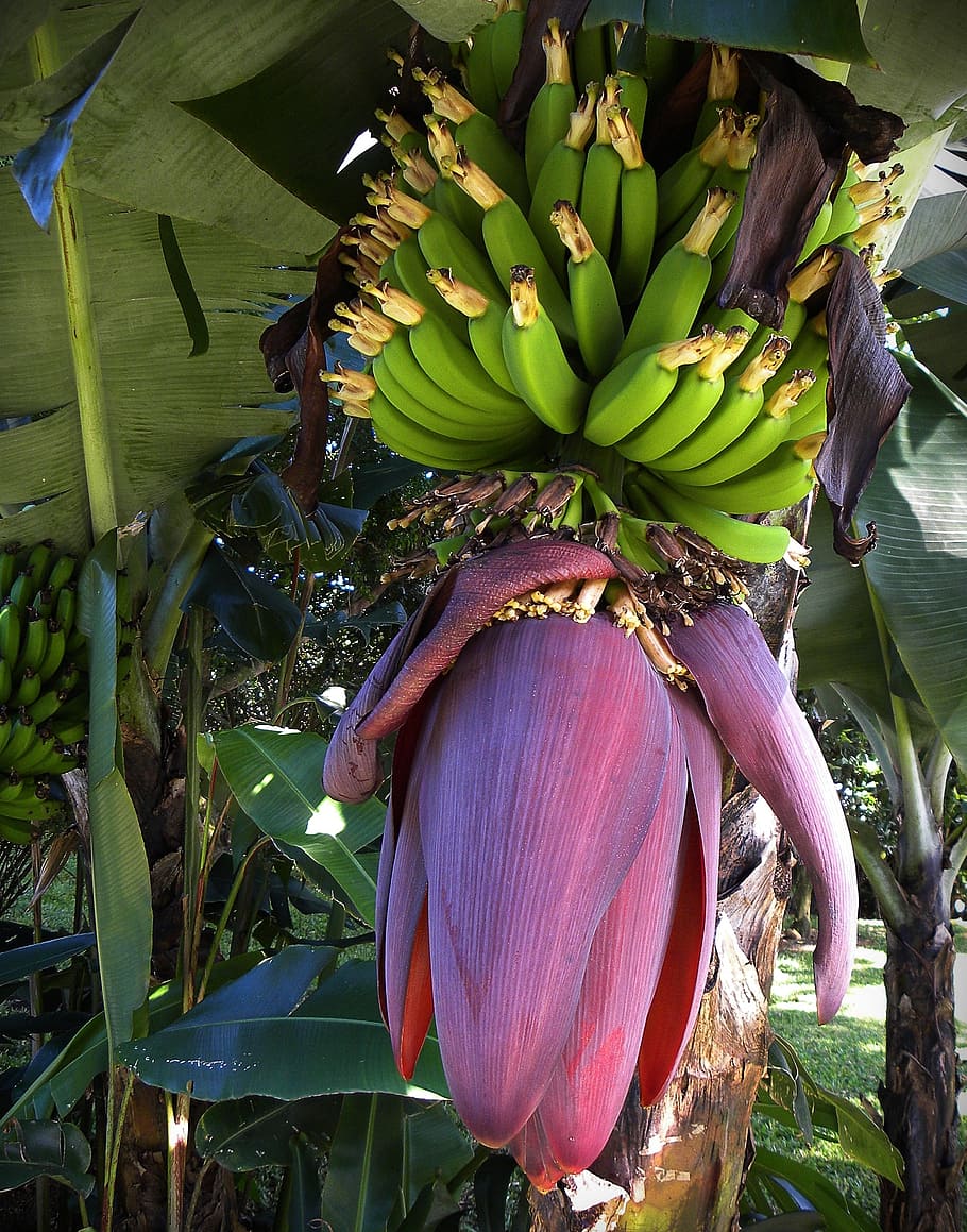 bananas-blossom-bloom-fruits.jpg