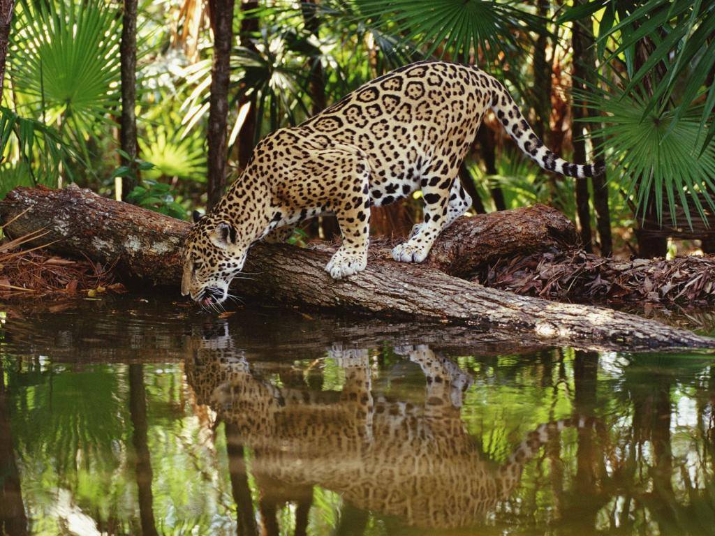 jaguar_en_las_selvas_humedas_de_nicaragua.jpg