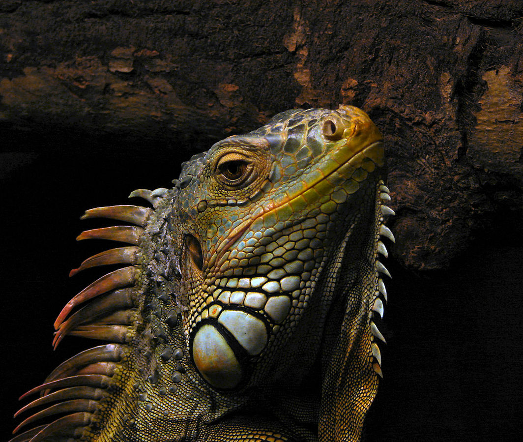 portrait_of_an_iguana.jpg