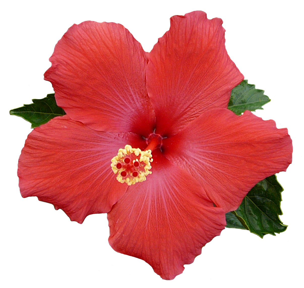 Flower-Hibiscus-A-Transparent.png