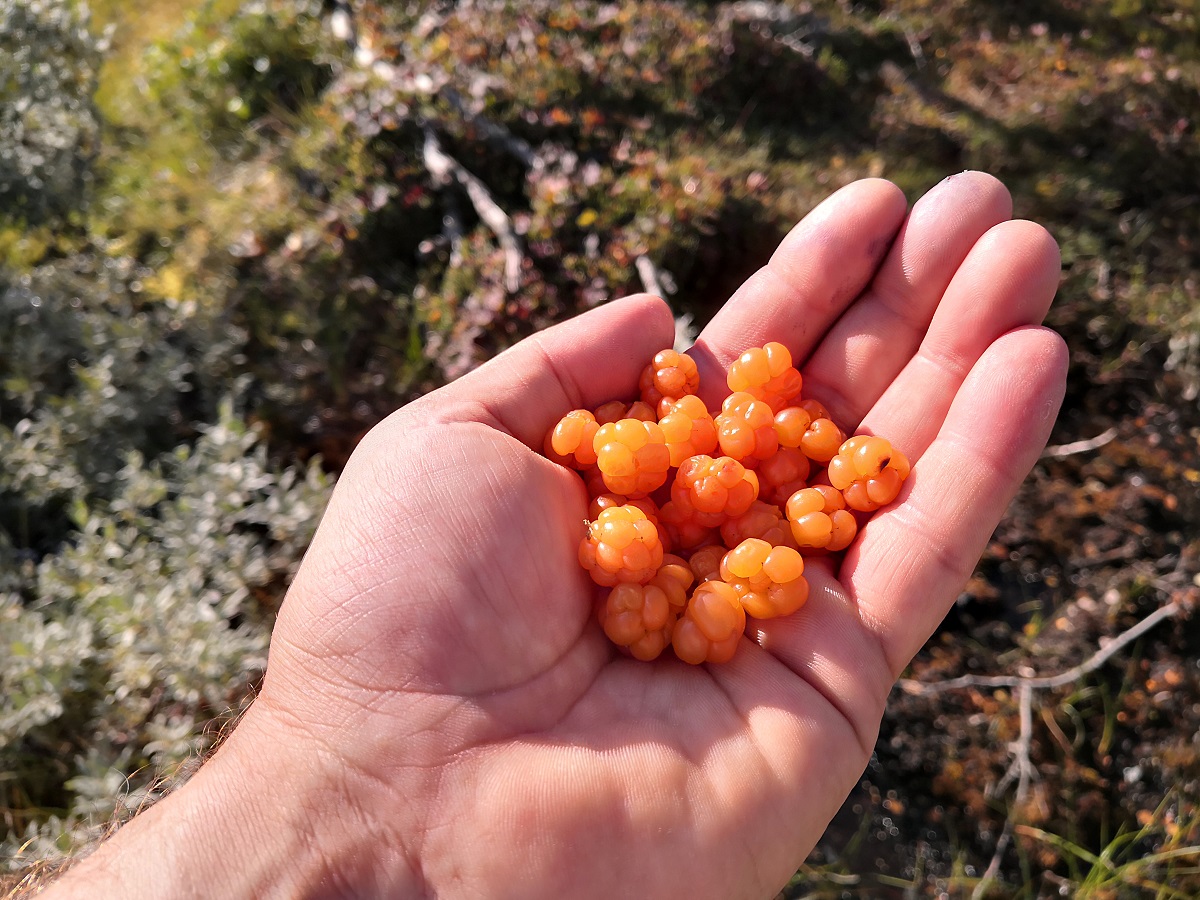 kungsleden_trail_kiralyok_utja_utinaplo_kaitumjaure_teusajaure_vakkotavare_17.jpg