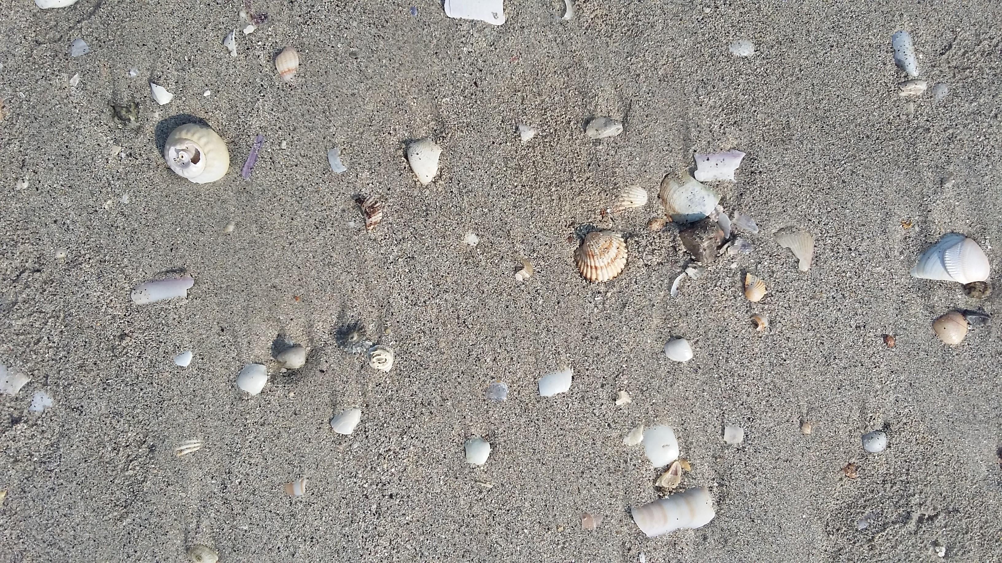 Escaselas Playa de Langosteira. Kagylók a homokban.