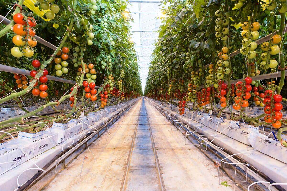backyard-greenhouse-tomatoes.jpg
