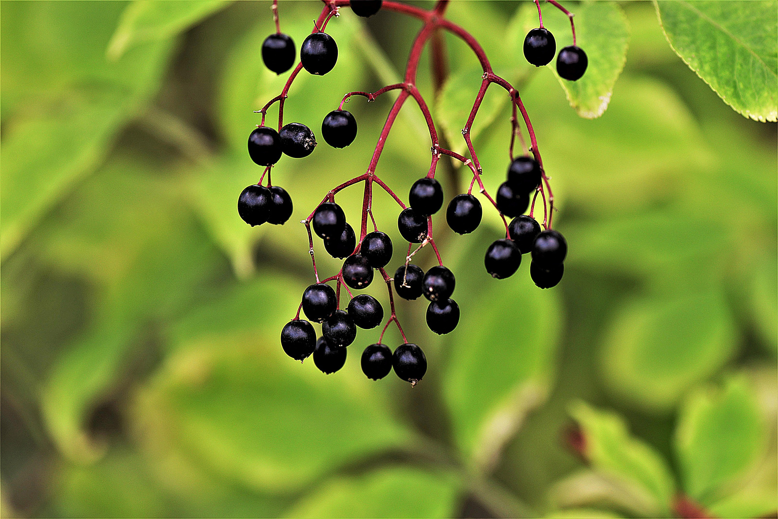 canva_black_elderberries_1.jpg
