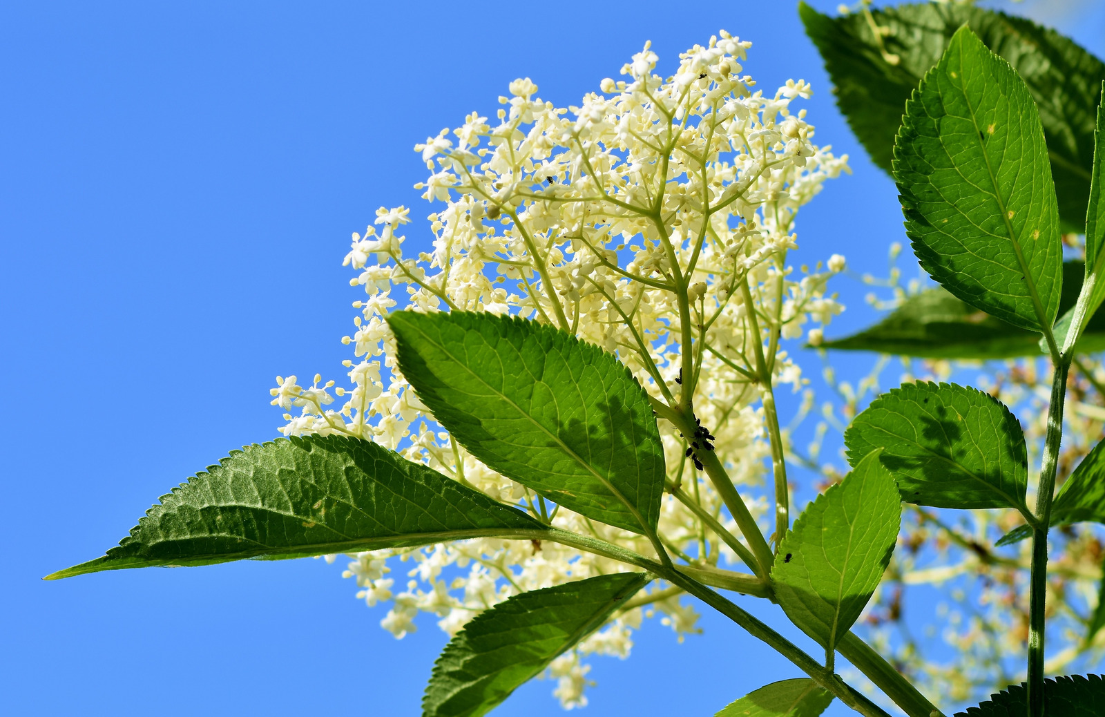 canva_elderflower_in_the_garden_1.jpg