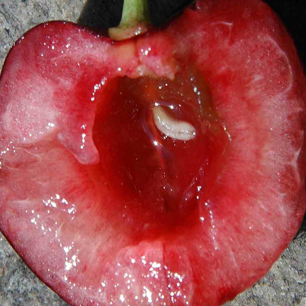 cherry-fly-maggot.jpg