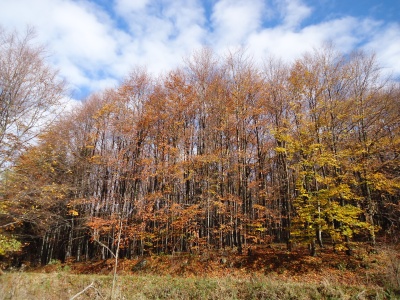 DSC01202m.jpg