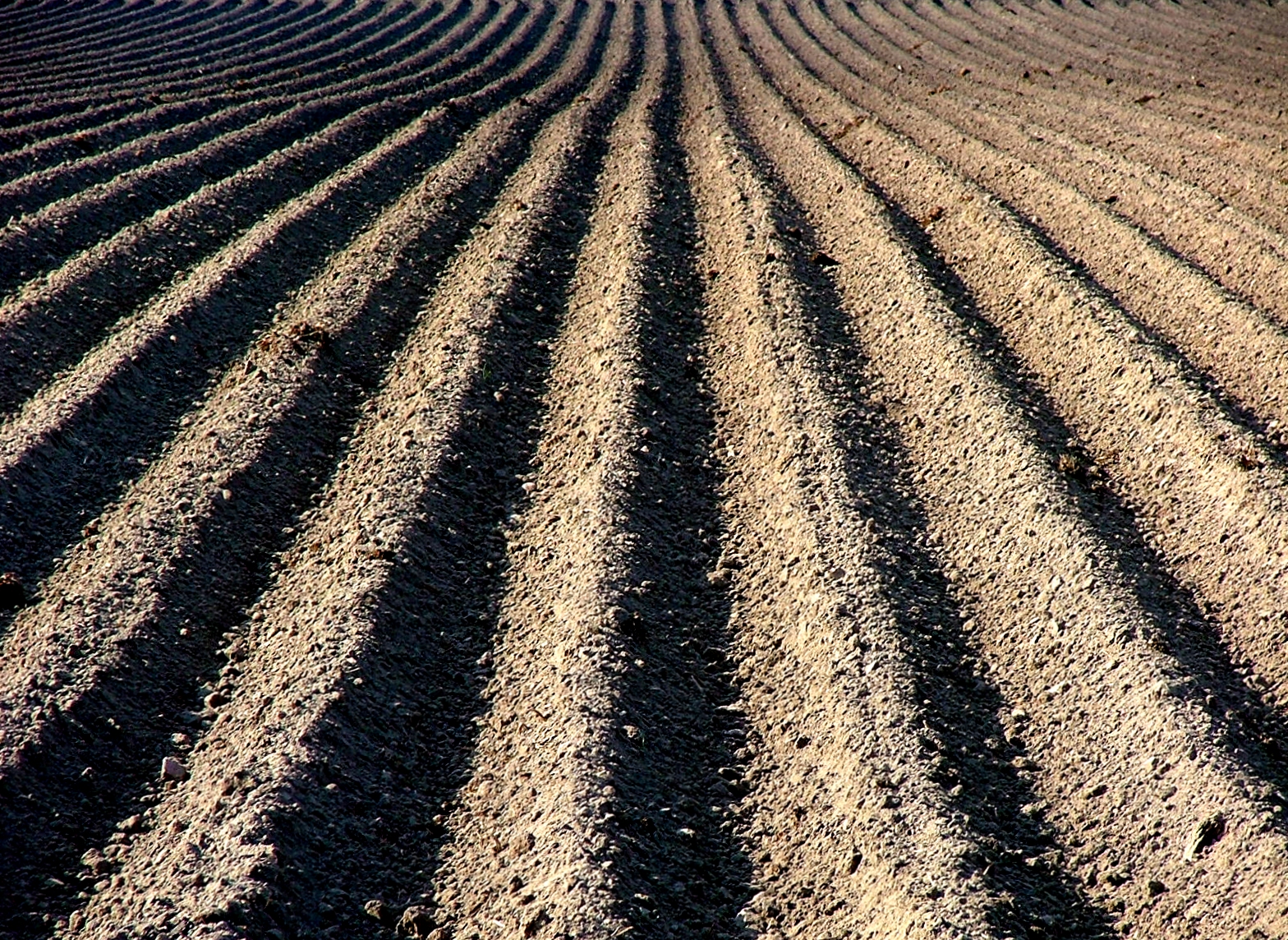 Parallel groves.jpg
