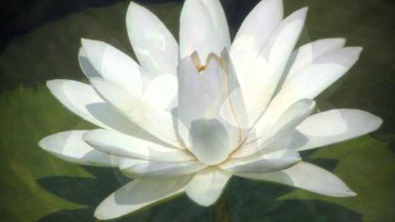 a-lelek-szabadsaga-meditacio.jpg