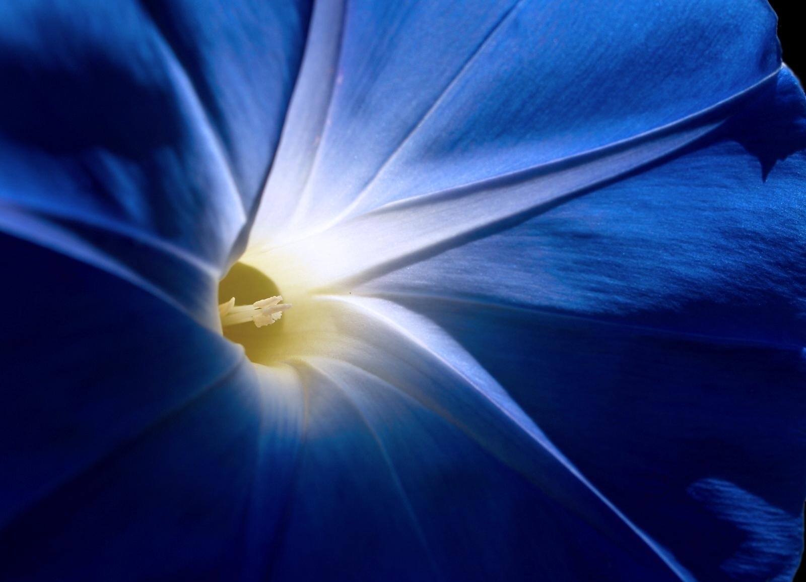 blue_flower_11_1600x1200.jpg