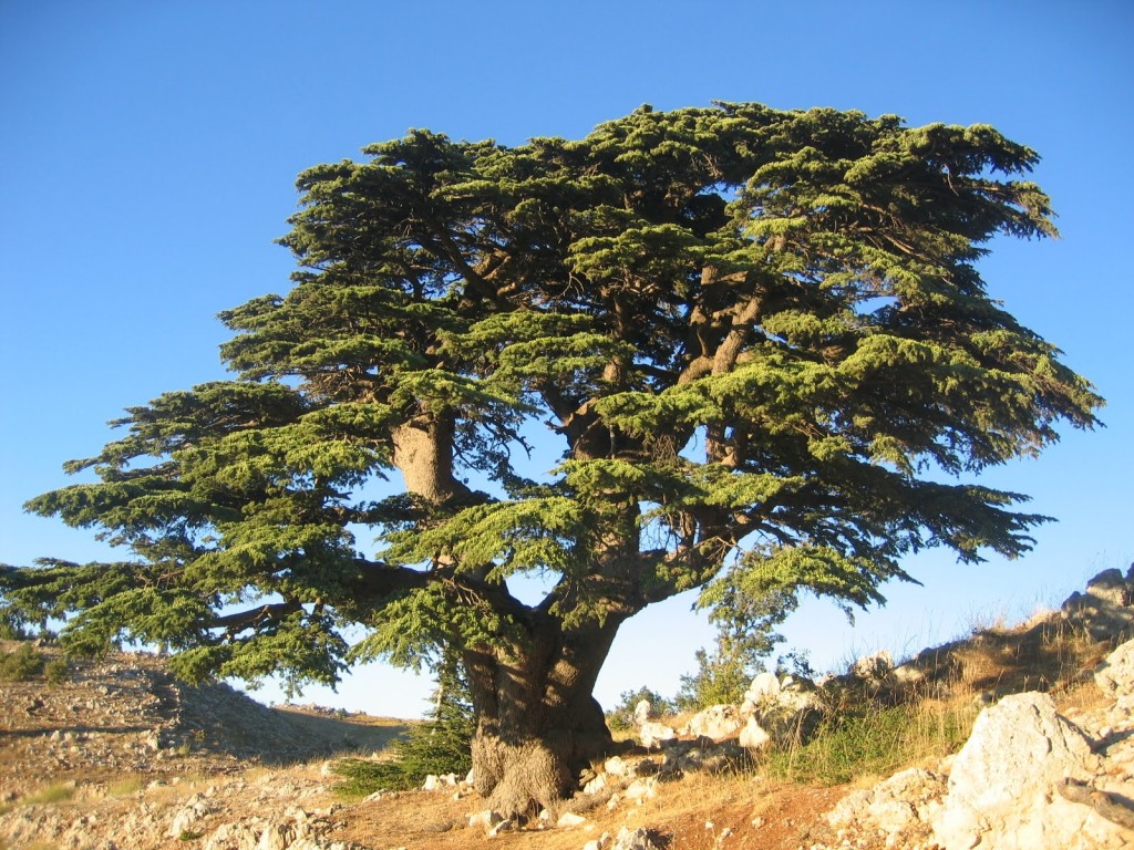 cedar-of-lebanon-pictures-1024x768.jpg
