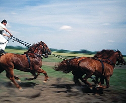 del_alfold_szepsegei_kitarulnak_a_lovasok_elott.jpg