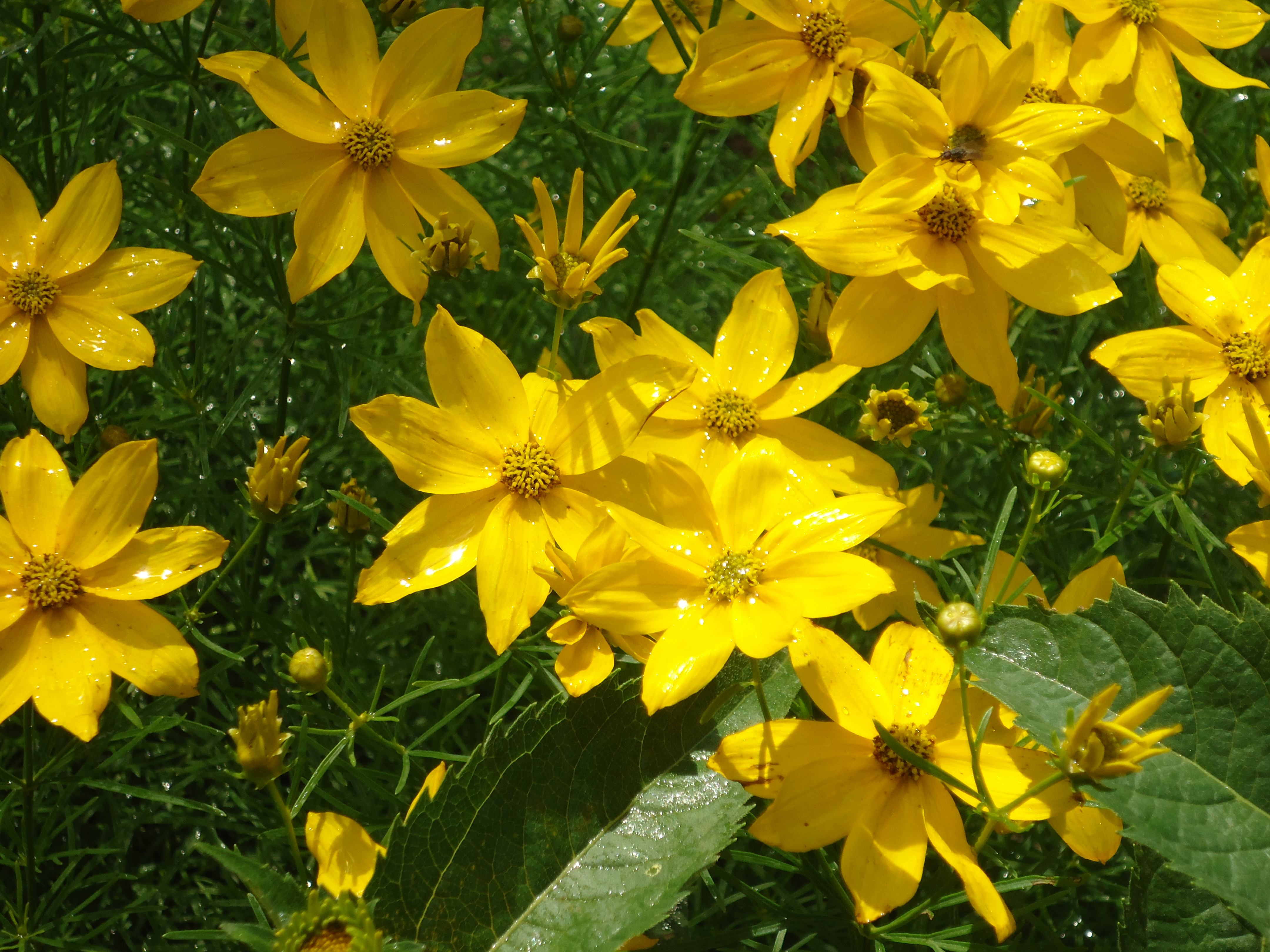dsc04705.JPG