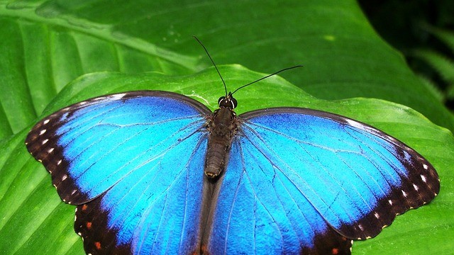 pygmalionhosnoje-640x360.jpg
