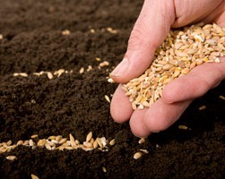sowing-and-reaping11.jpg
