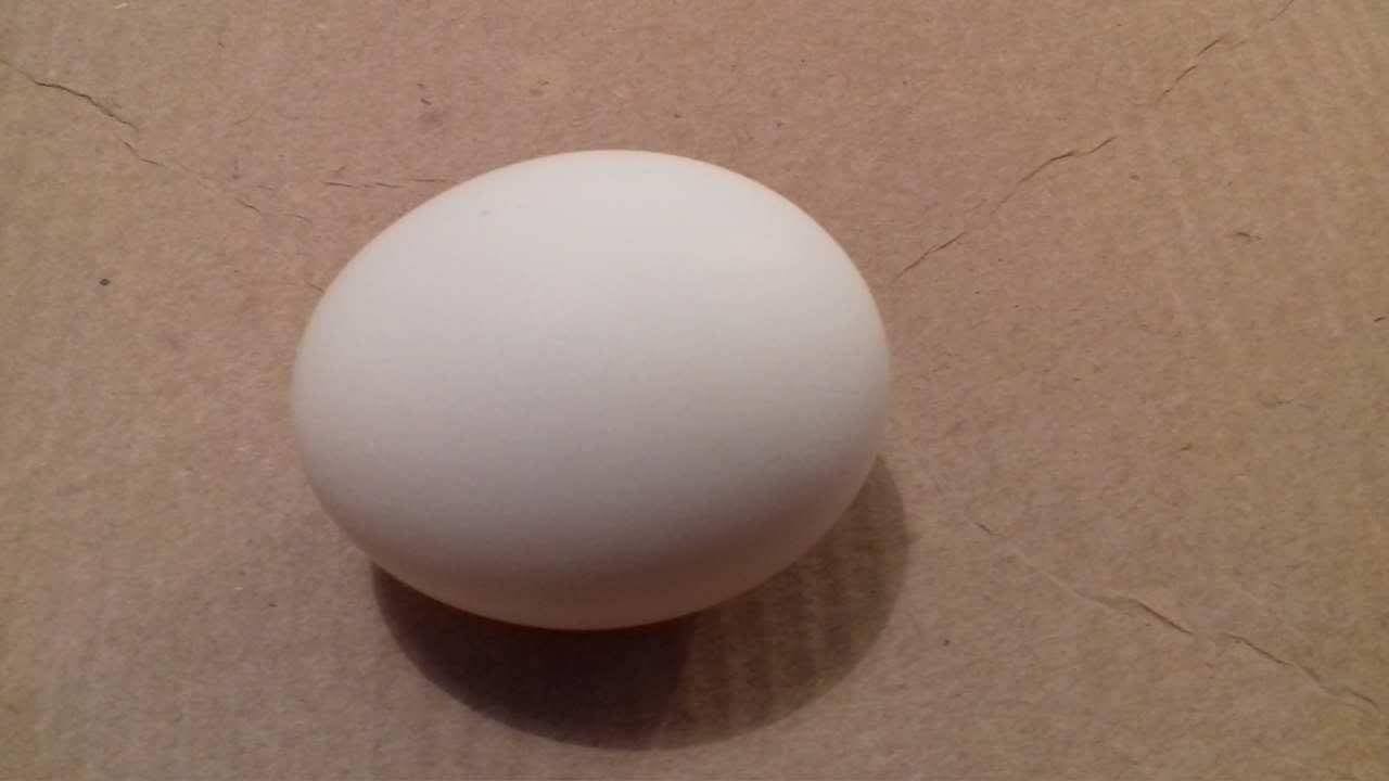 hány tojást toj a nőstény körféreg