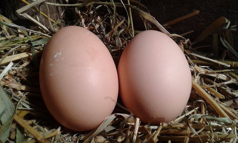 Hány tojást toj a nőstény körféreg. Hogyan gyűjtsük széklet a helminth tojásokon