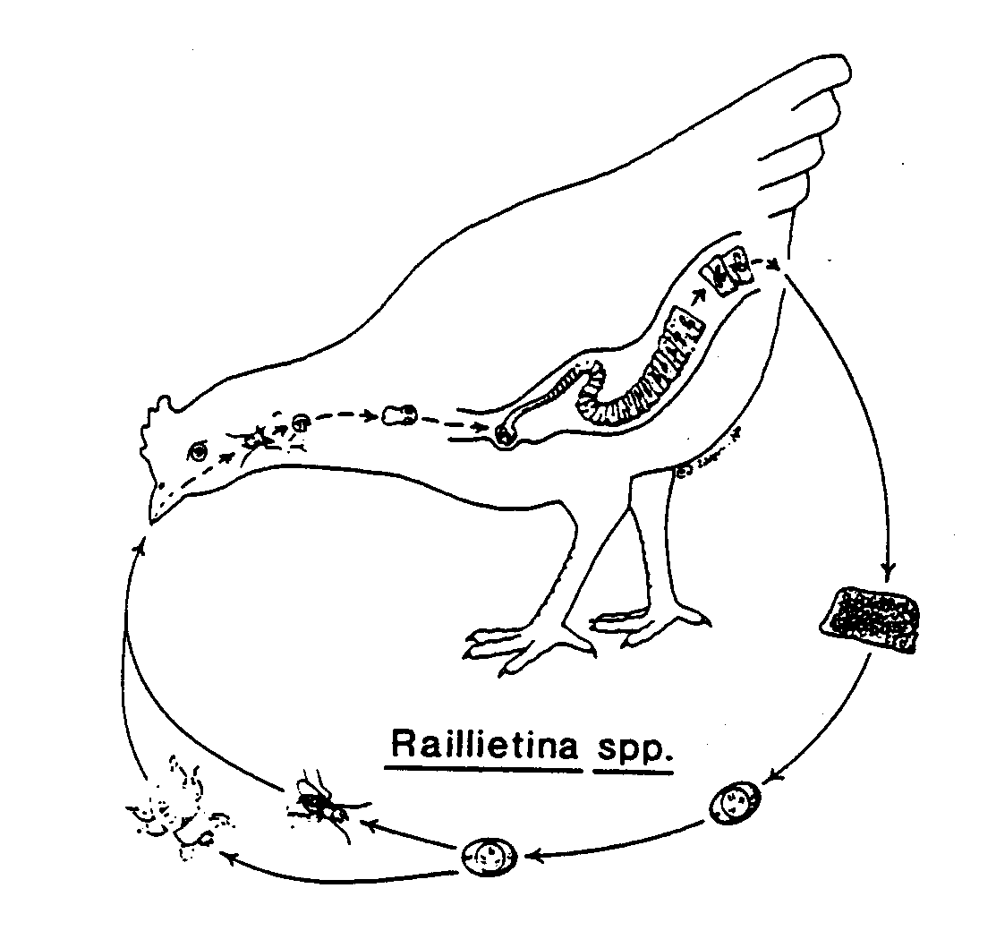 rallietina_spp_fertozes.png