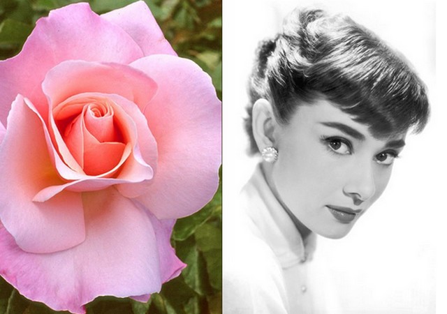 Audrey Hepburn.jpg