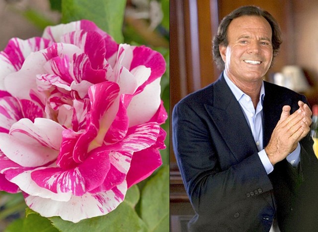 Julio Iglesias.jpg