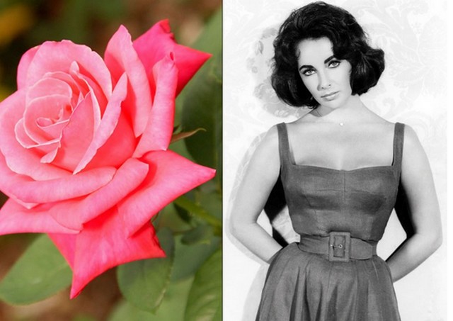 Liz Taylor.jpg