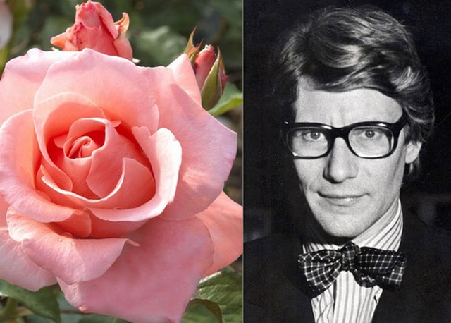 Yves Saint Laurent.jpg