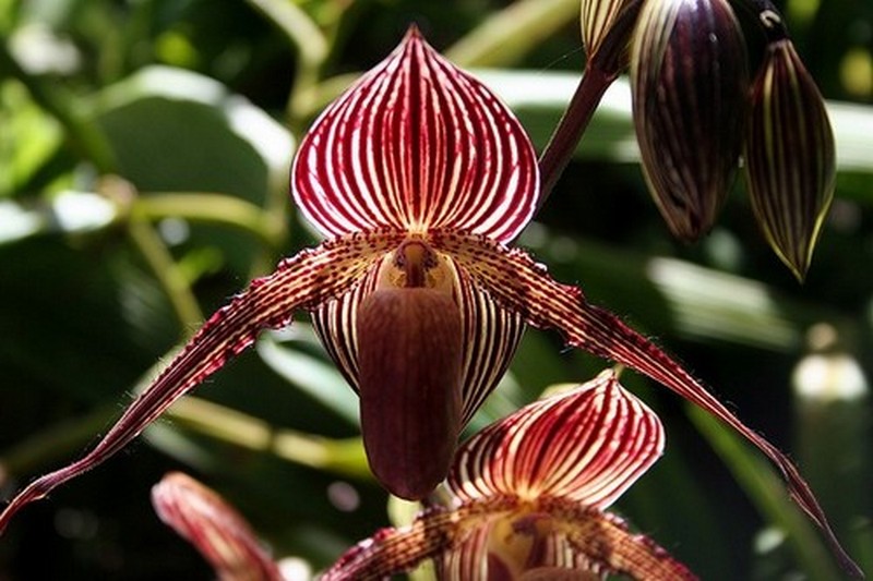 gold-of-kinabalu-orchid.jpg