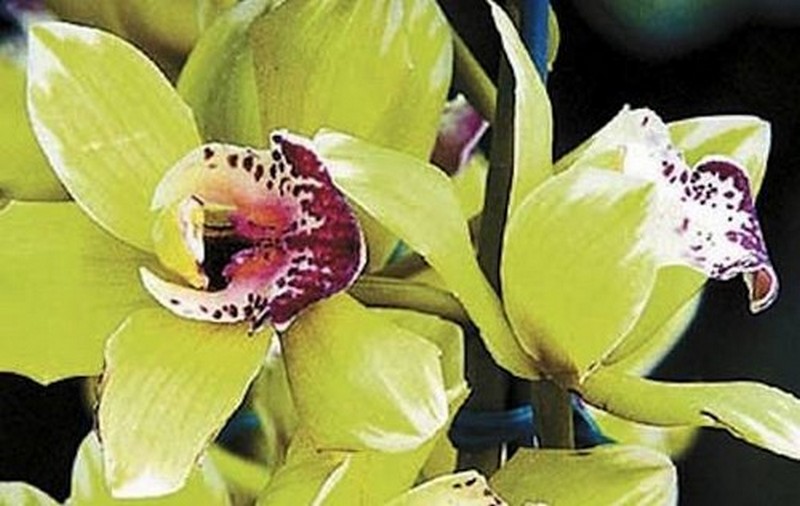 shenzhen-nongke-orchid.jpg