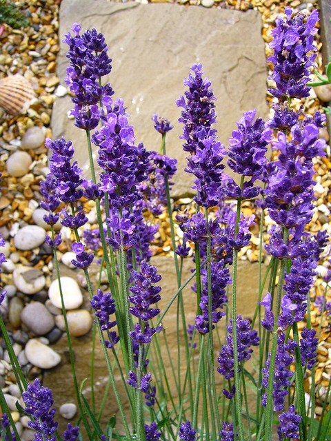 lavandula-58100_640.jpg