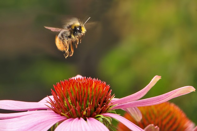 bumblebee-538595_640.jpg