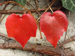 leaves-1012948_180.jpg