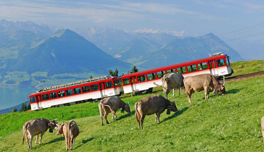 zahnradbahn_rigi_kuehe.jpg