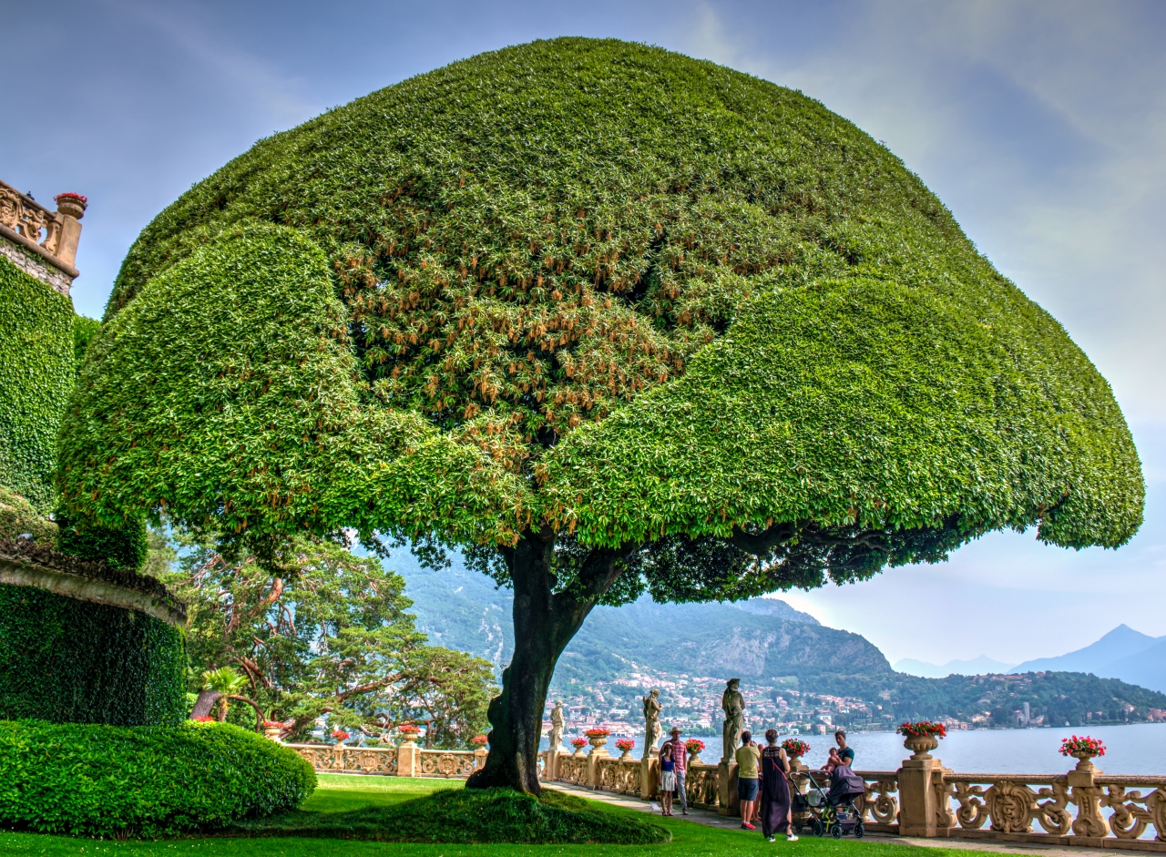 villa_del_balbianello_nagy_fa_hdr_00141_kicsik.jpg