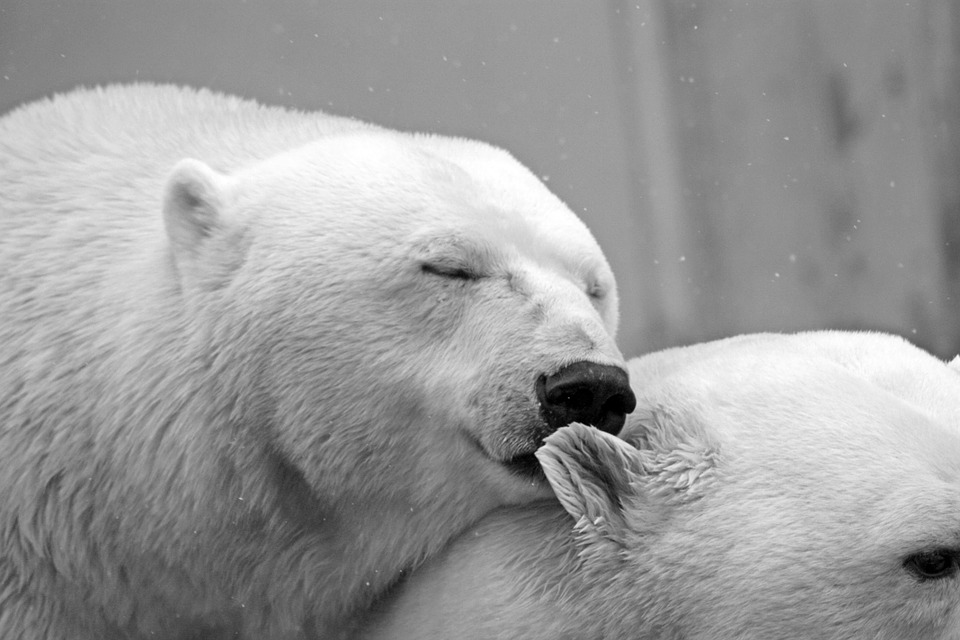 polar-bear-196318_960_720.jpg