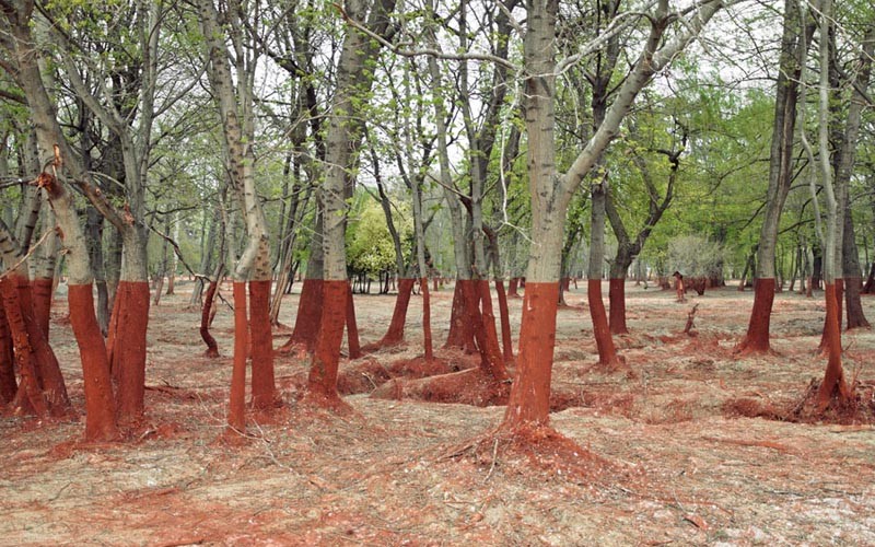 perfect-sludge-line-on-trees-from-aluminium-toxic-spill-800x500.jpg