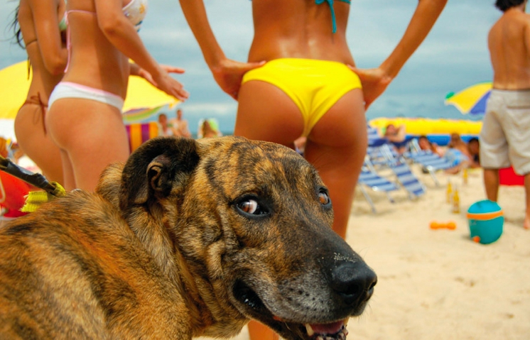 dog_likes_what_he_sees-157.jpg
