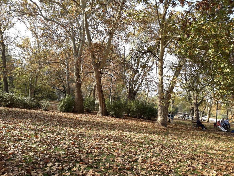 Városligeti fák novemberi ragyogásban
