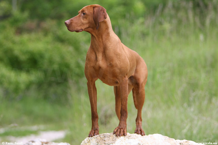 magyar_vizsla_0435.jpg