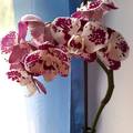 Orchideák...