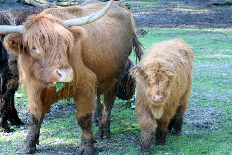 pamhagenhochlandrind_mit_nachwuchs.jpg