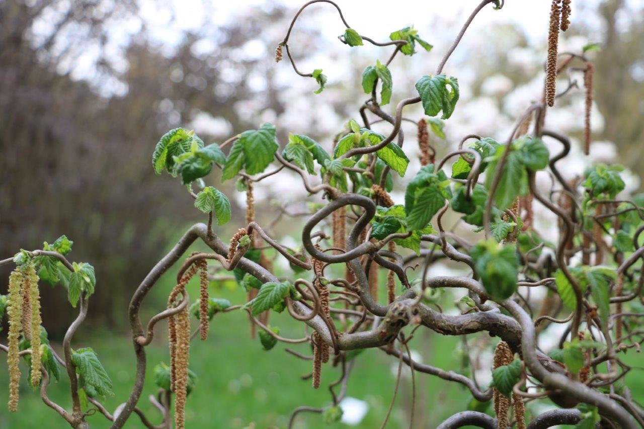 szarvas_arboretum_csavarodoagu_mogyoro.jpg